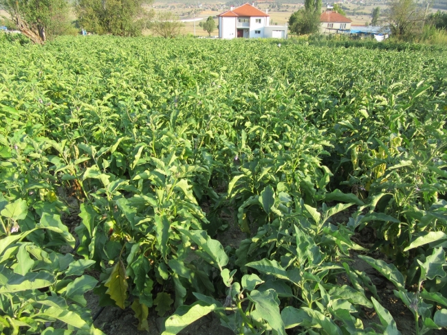 Afyonkarahisar'da asırlık tohumla patlıcan üretimi yapılıyor